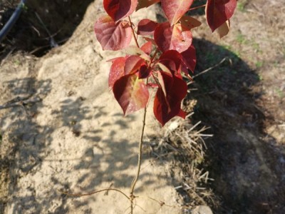 高度50厘米乌桕苗 乌桕袋苗 乌桕工程袋苗图4