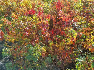 高度50厘米乌桕苗 乌桕袋苗 乌桕工程袋苗图6