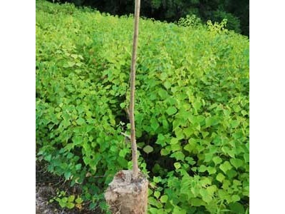 高度50厘米乌桕苗 乌桕袋苗 乌桕工程袋苗图3