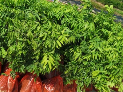 无患子苗 无患子袋苗 无患子种子图4