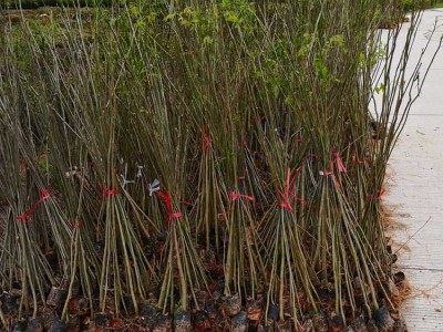 无患子苗 无患子袋苗 无患子种子图5