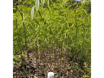 无患子苗 无患子袋苗 无患子种子图2