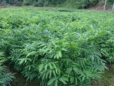 无患子苗 无患子袋苗 无患子种子图3