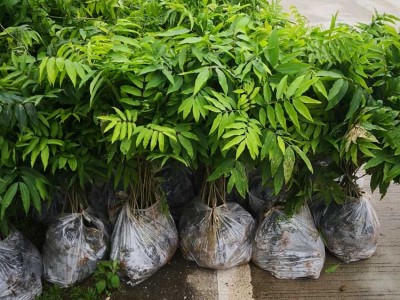 无患子苗 无患子袋苗 无患子种子图7