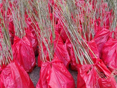 无患子苗 无患子袋苗 无患子种子图6