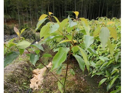 樟树苗 香樟 香樟种子 香樟苗