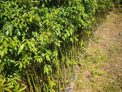 樟树苗 香樟 香樟种子 香樟苗图6