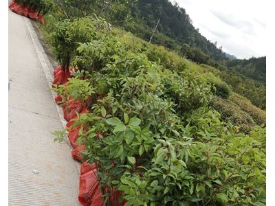 樟树苗 香樟 香樟种子 香樟苗图7