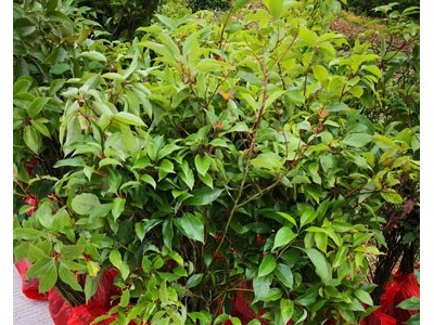 樟树苗 香樟 香樟种子 香樟苗图8