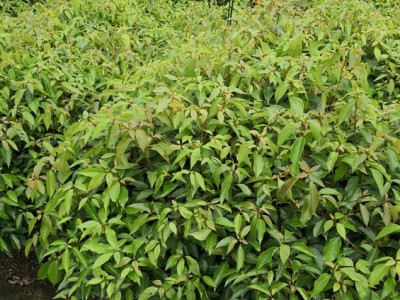 樟树苗 香樟 香樟种子 香樟苗图2