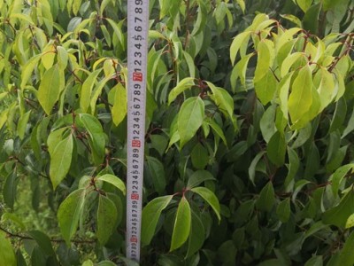 樟树苗 香樟 香樟种子 香樟苗图3