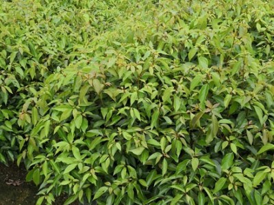 樟树苗 香樟 香樟种子 香樟苗图5