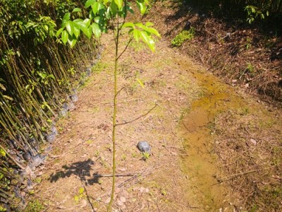 樟树苗 香樟 香樟种子 香樟苗图4