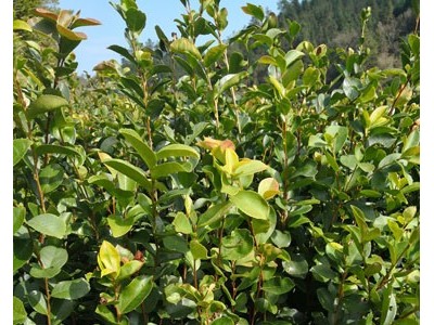良种油茶苗 油茶 油茶苗 油茶籽