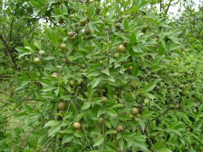 良种油茶苗 油茶 油茶苗 油茶籽图4