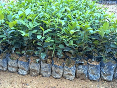 良种油茶苗 油茶 油茶苗 油茶籽图3