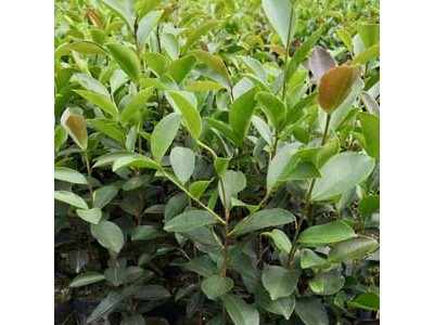 良种油茶苗 油茶 油茶苗 油茶籽图2