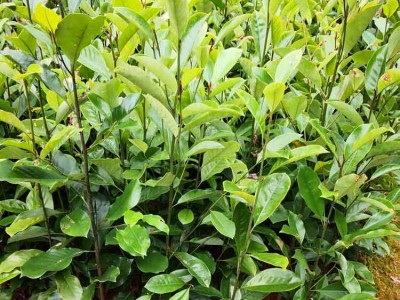 醉香含笑苗 醉香含笑袋苗 火力楠苗