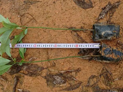 醉香含笑苗 醉香含笑袋苗 火力楠苗图4