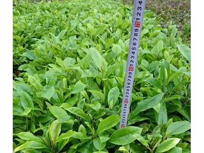 醉香含笑苗 醉香含笑袋苗 火力楠苗图3