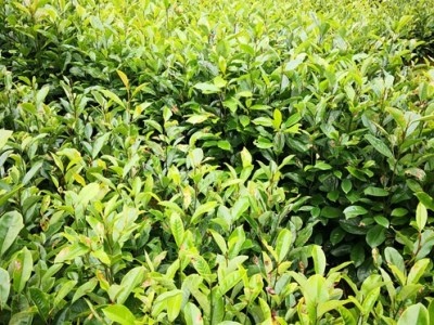 醉香含笑苗 醉香含笑袋苗 火力楠苗图5