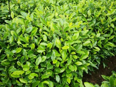 醉香含笑苗 醉香含笑袋苗 火力楠苗图2