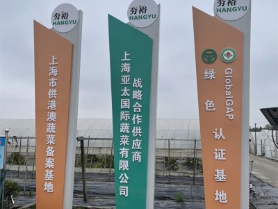 罗莎红生菜新鲜花叶花边西餐配菜果蔬绿色蔬菜沙拉火锅食材图3