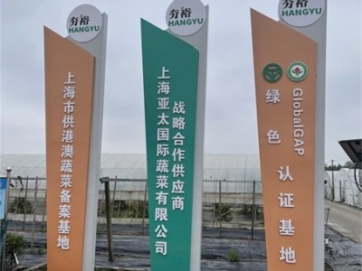 包心罗马生菜新鲜果蔬绿色蔬菜凯撒沙拉火锅西餐食材图3