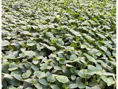 闻喜批发黄瓜苗厂 德瑞特黄瓜种苗厂