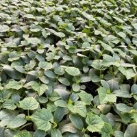 闻喜批发黄瓜苗厂 德瑞特黄瓜种苗厂