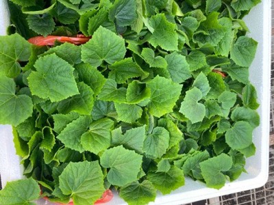 忻州黄瓜苗 黄瓜嫁接苗厂家