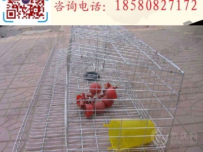 蛋鸡笼 阶梯式蛋鸡笼 层叠式蛋鸡笼 镀锌蛋鸡笼图2