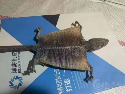 北京机场蛤蚧进口报关公司