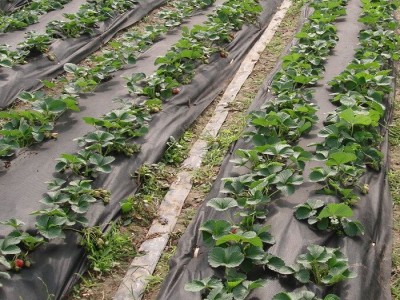 弹簧包布、一次性口罩布、香蕉套袋、育苗袋、铝材包装布图6