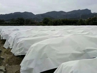 弹簧包布、一次性口罩布、香蕉套袋、育苗袋、铝材包装布图5