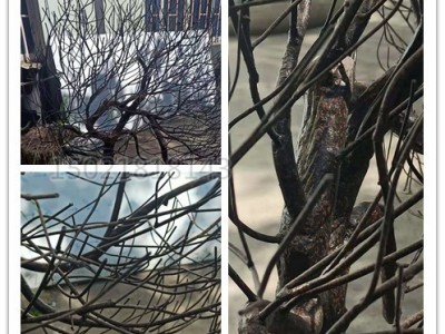 襄阳小型景观树杈雕塑 仿植物树枝摆件