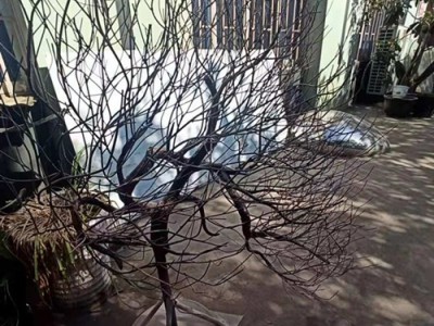 襄阳小型景观树杈雕塑 仿植物树枝摆件图2