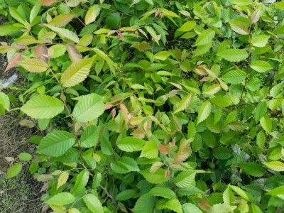 红榉袋苗 高度50厘米红榉苗 地径0.60厘米红榉杯苗图3