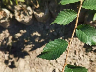 红榉袋苗 高度50厘米红榉苗 地径0.60厘米红榉杯苗图2