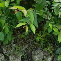 红榉袋苗 高度50厘米红榉苗 地径0.60厘米红榉杯苗