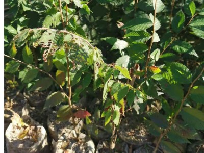 红榉袋苗 高度50厘米红榉苗 地径0.60厘米红榉杯苗图4