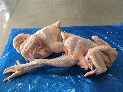 579公鸡批发价格_冷冻579大公鸡_山东生产厂家供全国各地图4