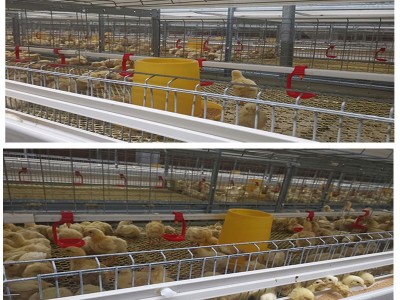 养鸡场养鸡用肉鸡笼立式鸡笼层叠鸡笼鸡笼厂家山东金石农牧机械图3