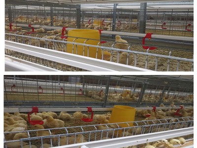 肉鸡笼鸡笼鸭笼自动化养鸡设备山东金石农牧机械图3