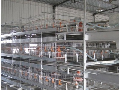 鸡笼鸭笼笼养设备养殖机械肉鸡鸡笼山东金石农牧机械图3