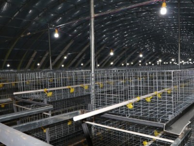 鸡笼框架肉鸡笼养设备养鸡笼养鸡设备蛋鸡笼养设备图3