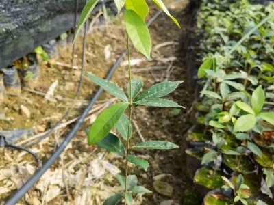 赤皮青冈袋苗 赤皮青冈苗 高度40厘米赤皮青冈