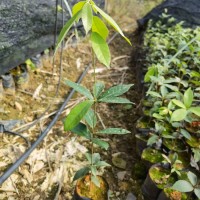 赤皮青冈袋苗 赤皮青冈苗 高度40厘米