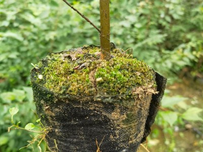 榉树袋苗 榉树苗 高度70厘米榉树容器苗图2