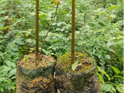 榉树袋苗 榉树苗 高度70厘米榉树容器苗